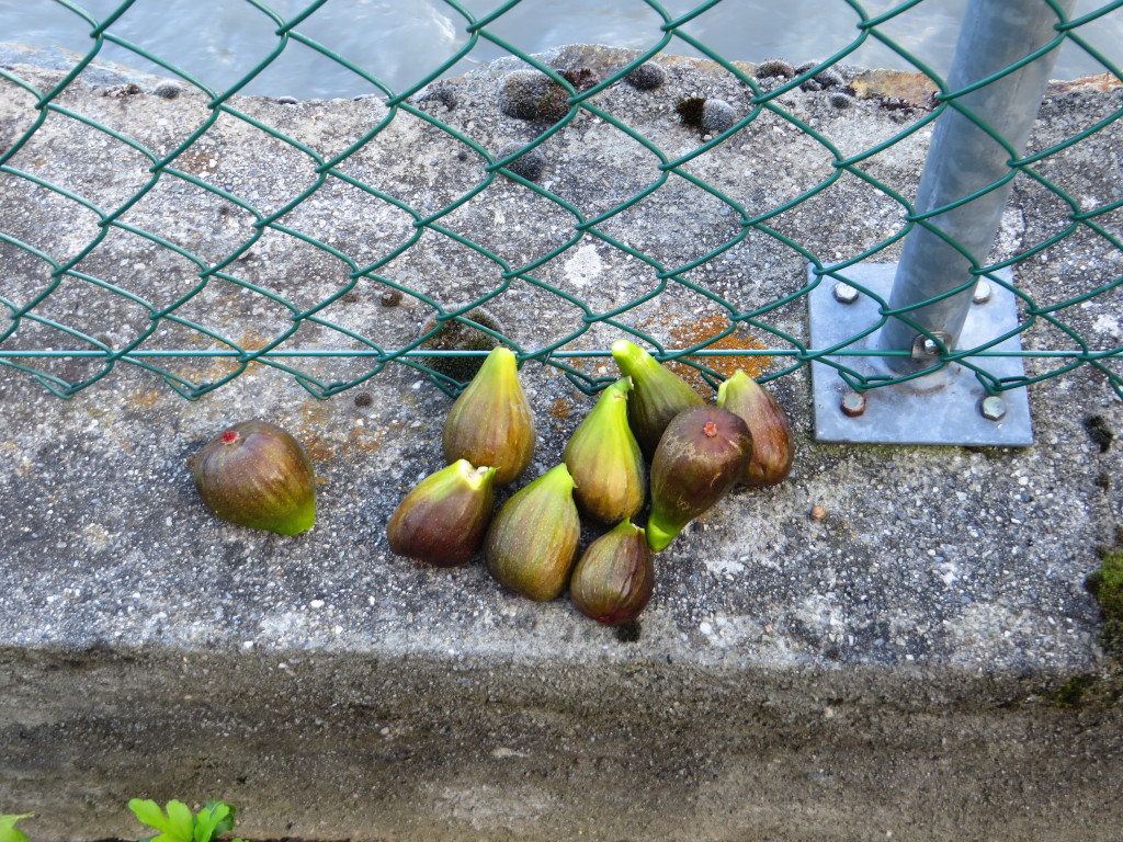 Getting closer to home – found my first fig tree!